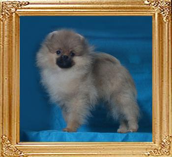 Canton_Fearless_2.86lbs_3mo_2wk_P6-5_0715.jpg