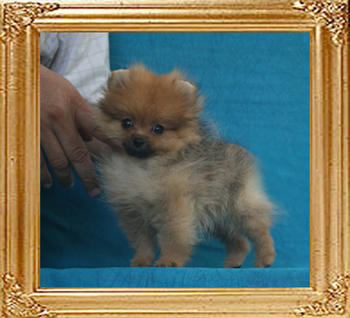 Canton_Fiona_1.21lbs_2mo_3wk_5816.jpg
