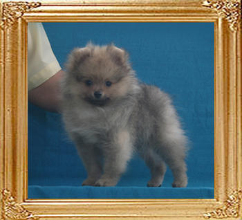Canton_Freida_Khan_3mo_1.98lbs_P6-6_4608.jpg