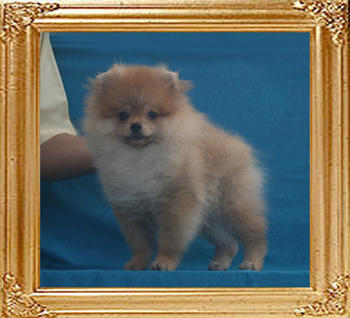 Canton_Holy_Smoke_3mo_2wk_3.3lbs_P6-6__4317.jpg