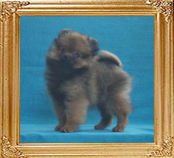 Canton_Honeysweet_2mo_2wk_2lbs_2544_.jpg