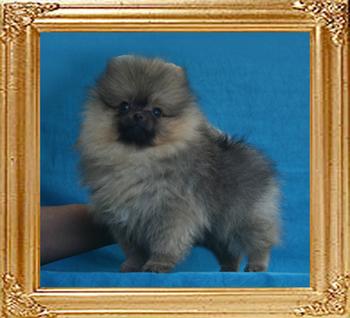 Canton_Honor_Blackman_1.54lbs_2mo_1wk_2786.jpg