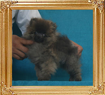Canton_Hot_Hero_1.7lbs_3mo_P6-6_3908.jpg