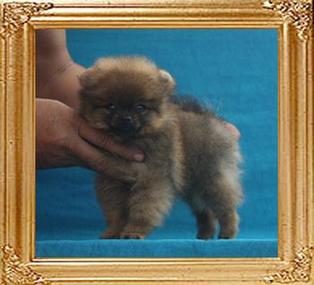 Canton_Impossible_Attraction_1.21lbs_2mo_P6-6_7374.jpg