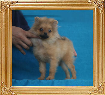 Canton_Impossible_Halinka_P6-6_3.08lbs_4mo_1wk_2403.jpg