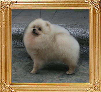 Canton_John_Lennon_Am_Gr_Ch_2yr_6mo_5.5lbs_8721_With_out_Tino_0.jpg