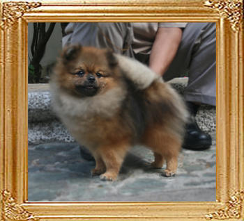 Canton_Kaiman_Dream_6.49lbs_1yr_2mo_2101.jpg