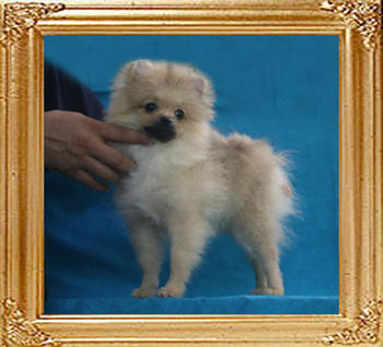 Canton_Katrina_Fox_P6-4_3.96lbs_4mo_2wk_2188.jpg