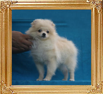 Canton_Katrina_White_P6-6_3.96lbs_4mo_2wk_2158.jpg