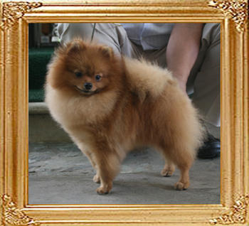 Canton_King_Maker_4.6lbs_1yr_3276.jpg