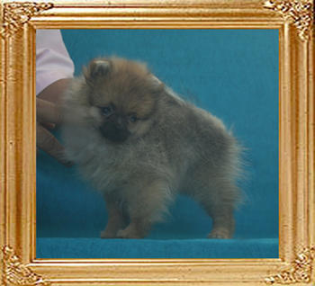 Canton_Kotsbera_Star_1.65lbs_3mo_P6-6_7235.jpg