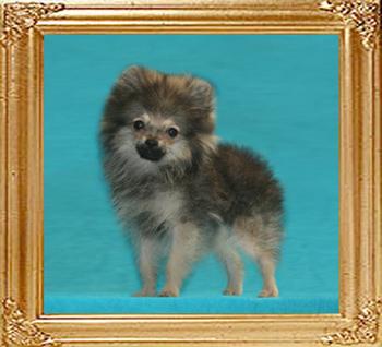 Canton_Kublai_Khan_2lbs_at_3mo_2wk_.jpg_47395.jpg