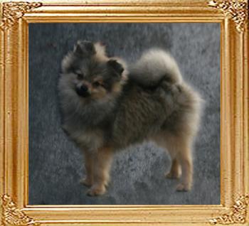 Canton_Kublai_Khan_6.5mo_3.6lbs_47395.jpg