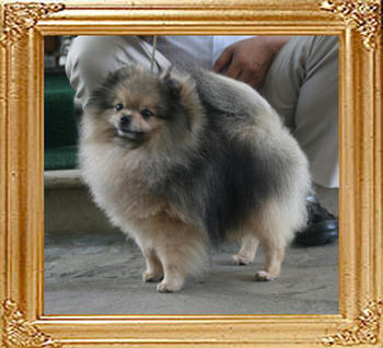 Canton_Kublai_Khan_6.6lbs_3yr_5mo_3106.jpg