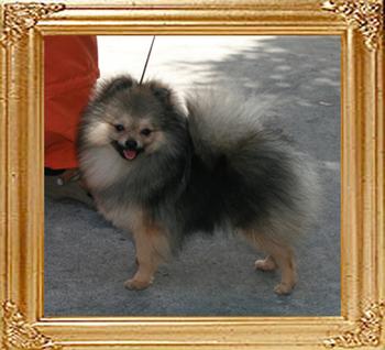 Canton_Kublai_Khan_9mo_3wk_5lbs_7869_47395.jpg