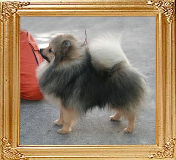 Canton_Kublai_Khan_9mo_3wks_5lbs_7884_47395.jpg