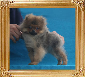 Canton_Kyle__Christopher_P6-6_2.5lbs_4mo_3wk_1400.jpg