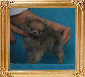 Canton_Lucky_Coquette_0.8lbs_2mo_1wk_P6-6_3770.jpg