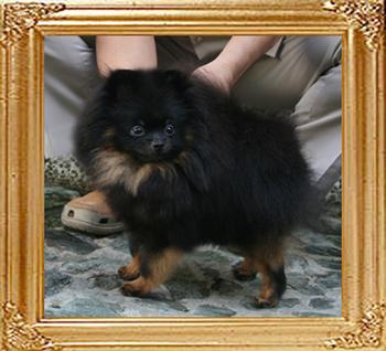 2.5lbs at 1year Canton_Madame_Butterfly_1yr_2.5lbs_6-5_4866_2nd.jpg