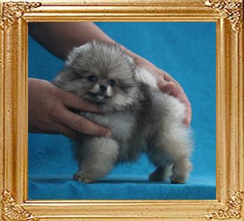 Canton_Oda_OSwift_1.7lbs_at_2mo_1wk_P6-4_6269.jpg
