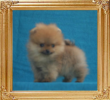 Canton_Only_In__Ur_Dreams_0.66lbs_P6-6_2mo_1wk_5740.jpg