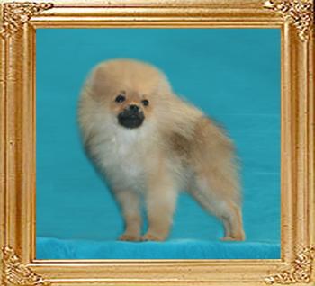 Canton_Royal_Crown_2.2lbs_at_4mo_47397.jpg