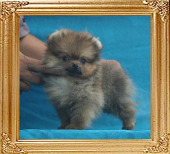 Canton_Sable_Rain___1.1lbs_2mo_4wk_P6-6_5382.jpg