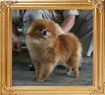 Canton_Suzy_Parker_6.6lbs_4yr_10mo_P6-5_3462.jpg