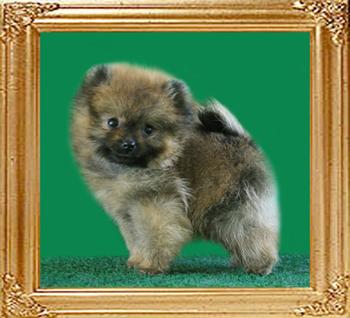 Canton_Sweet_Duchess_____________2mo_1.1_lbs.jpg