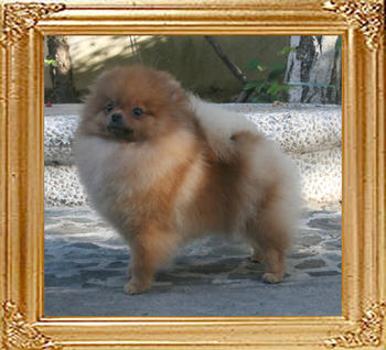 Canton_Tai-Chi_Lady_4.4lbs_1yr_5mo_5965.jpg