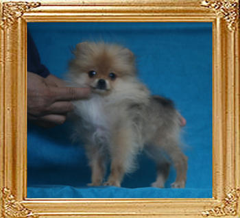 Canton_Tammy_Reynolds_P6-6_3mo_1wk_2718.jpg