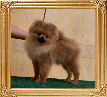 Canton_The_Dragon_6mos_2wks_4.2lbs_9267.jpg