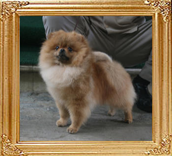 Canton_The_Hero_1yr_7mo_4.95lbs_9511.jpg