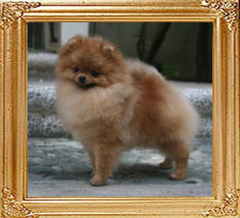Canton_The_Hero_4.4lbs_3118_Twist_Picture.jpg