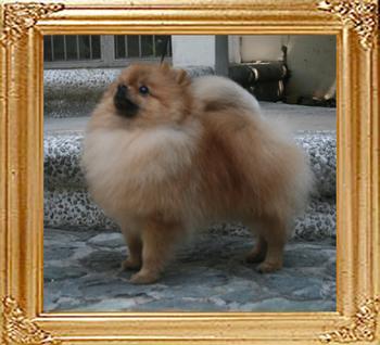 Canton_The__Hero_5.5lbs_1yr_2mo_9845.jpg