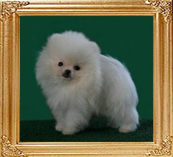 Canton_White_Hotshot_2mo_10days.jpg