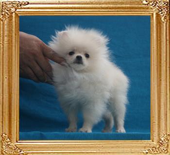 Canton_White_Oracie__1.98lbs_3mo_3wk_P6-6_6576.jpg