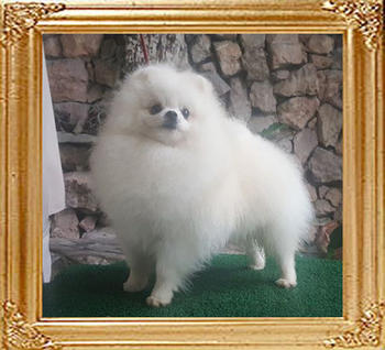 Canton_White_Sultan_Ph_Jr_Ch.jpg