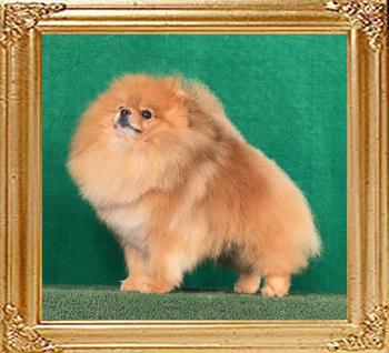 Canton__the_Duke_2_yrs_3_mo_b_7914.jpg
