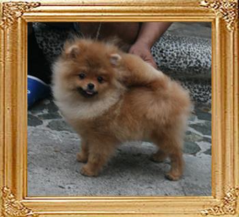 Canton_the_Hero_3.7lbs_at_5mo_3wk_1927Twist.jpg