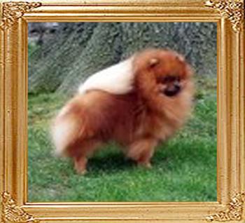 Ch_Idelwyld_Precious_Gem_42029.jpg