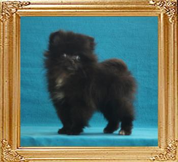 Coral_Black_Gypsy_2mo_3wk_1.4lbs_2653.jpg
