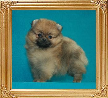 Coral_Fraulein_of_Canton_1mo_3wk_1.2lbs_47281.jpg