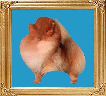 Coral_Geno_Jackson_47566.jpg