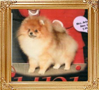 Great_Rivers_Lil_Lover_Boy_Ch_18738.jpg