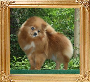 6lbs at 9 ½ months Mountain_Crest_Tilt_A_Whirl_9_1haf_mo_6lbs_47443.jpg