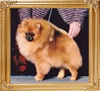 Moxiepoms_Simone_Mathie_7977.jpg