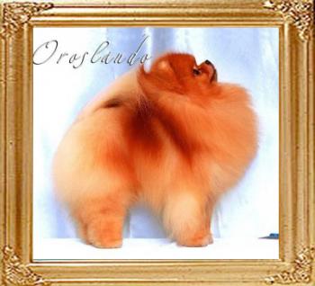 Oroslando_Golden_Lion_George.jpg