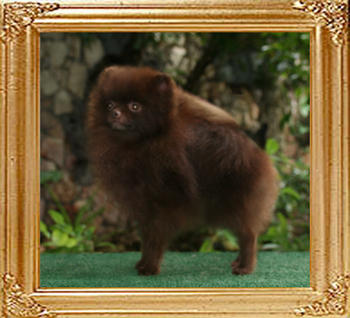 Underwoods_Chocolate_Jewel.jpg