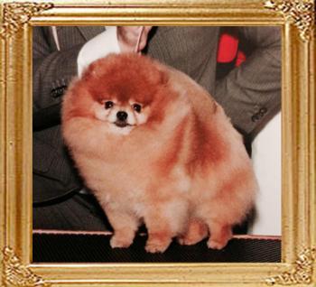 Wilhoite_N_Rodis_Golden_Boy.jpg